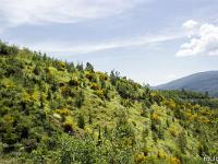 Tour de la Baume  Ici poussent des cèdres plantés après l'incendie qui sétait déclanché lors de la canicule de 2003 suite à une imprudence