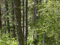 Tour de la Baume  Le sentier en sous-bois
