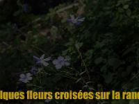 Tour de la Baume - Flore
