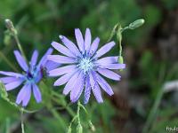 Tour de la Baume - Flore  Laitue Vivace
