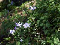 Tour de la Baume - Flore  Lin des Alpes