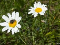 Tour de la Baume - Flore  Copulation en trio sur un fleur de petite marguerite ! C'est le printemps ...