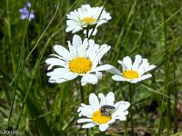 Tour de la Baume - Flore  Petite marguerite