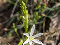 Tournée des Chênes  Phalangère à fleurs de lis