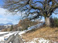Tournée des Chênes  Le Planet - Au loin Thèze. A droite un énorme chêne blanc trône en maître !