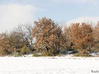 Tournée des Chênes  Ici le chêne blanc règne en maître