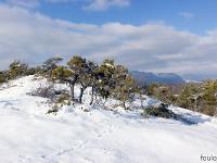 Tournée des Chênes  Extrémité Est de Corpatasse (765 m)