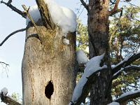 Tournée des Chênes  Les arbres morts sont des abrits pour de nombreuses espèces