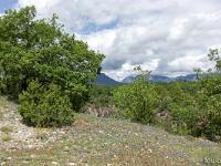 Tournée des Chênes  Vue vers le Nord