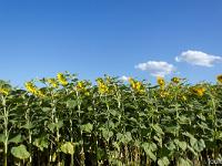 Tournesols