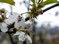 Vallée de l'Ubaye  Pommier en fleurs dans un jardin de Jausiers