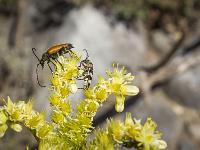 Au fil du Vançon  Insectes sur la sommitée florale d'une plante