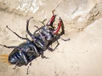 Au fil du Vançon  Scarabée Lucane cerf-volant mâle mort ... Elle se nourrit, comme beaucoup d'insectes et autres micro-organismes de bois morts. D'ou l'intèrêt de laisser les arbres se décomposer dans la nature.