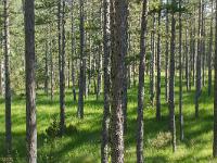 Au fil du Vançon  Sous-bois de pin noir entre la piste et le Vançon