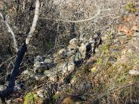 L'Escale - Vière ou Ville Vieille  La quasi-totalité du village est aujour'hui sous la végétation. En 1315,Vière comptait 67 feux, soit près de 340 habitants